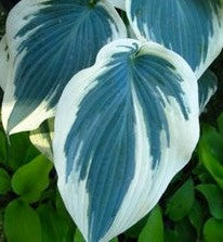 HOSTA BLUE IVORY / PLANTAIN LILY
