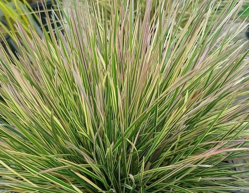 DESCHAMPSIA CESPITOSA NORTHERN LIGHTS / VARIEGATED TUFTED HAIR GRASS