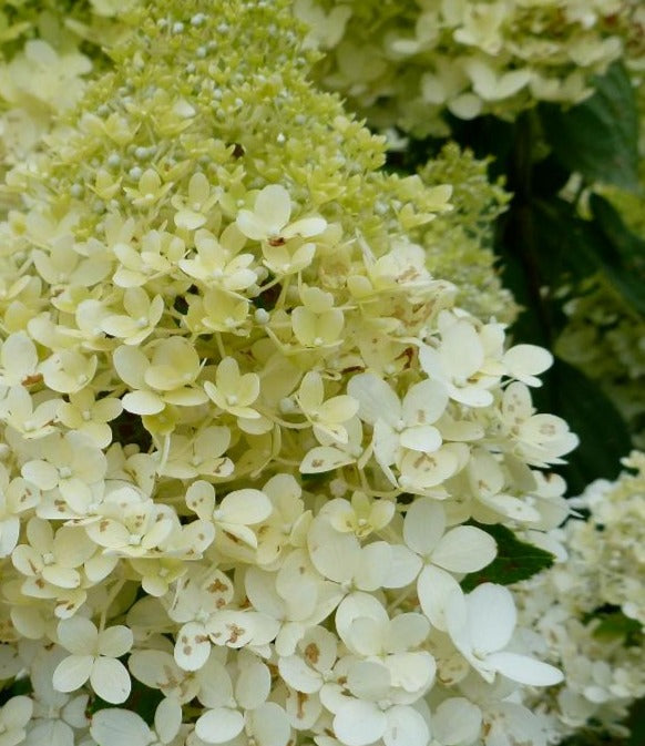 HYDRANGEA PANICULATA BOKRATHIRTEEN / SWEET SUMMER HYDRANGEA