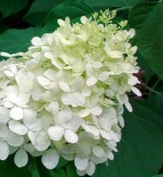 HYDRANGEA PANICULATA PEE WEE / PEE WEE HYDRANGEA
