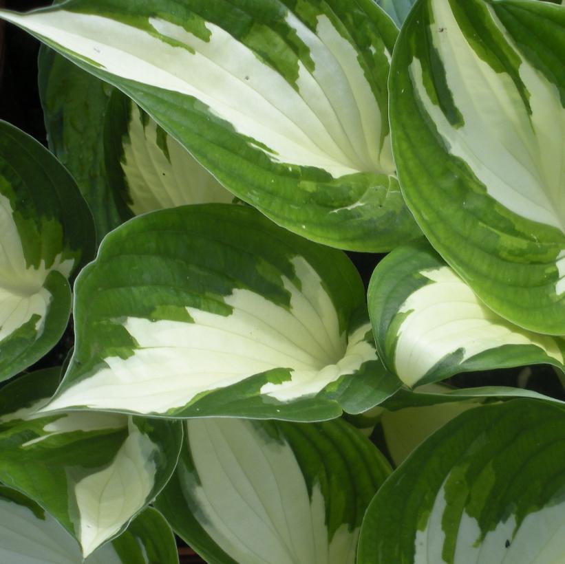 HOSTA LOYALIST / PLANTAIN LILY