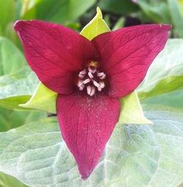 TRILLIUM ERECTUM / RED TRILLIUM