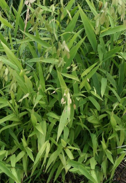 CHASMANTHIUM LATIFOLIUM / NORTHERN SEA OATS