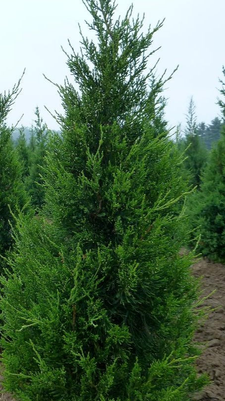 JUNIPERUS CHINENSIS FAIRVIEW / FAIRVIEW JUNIPER