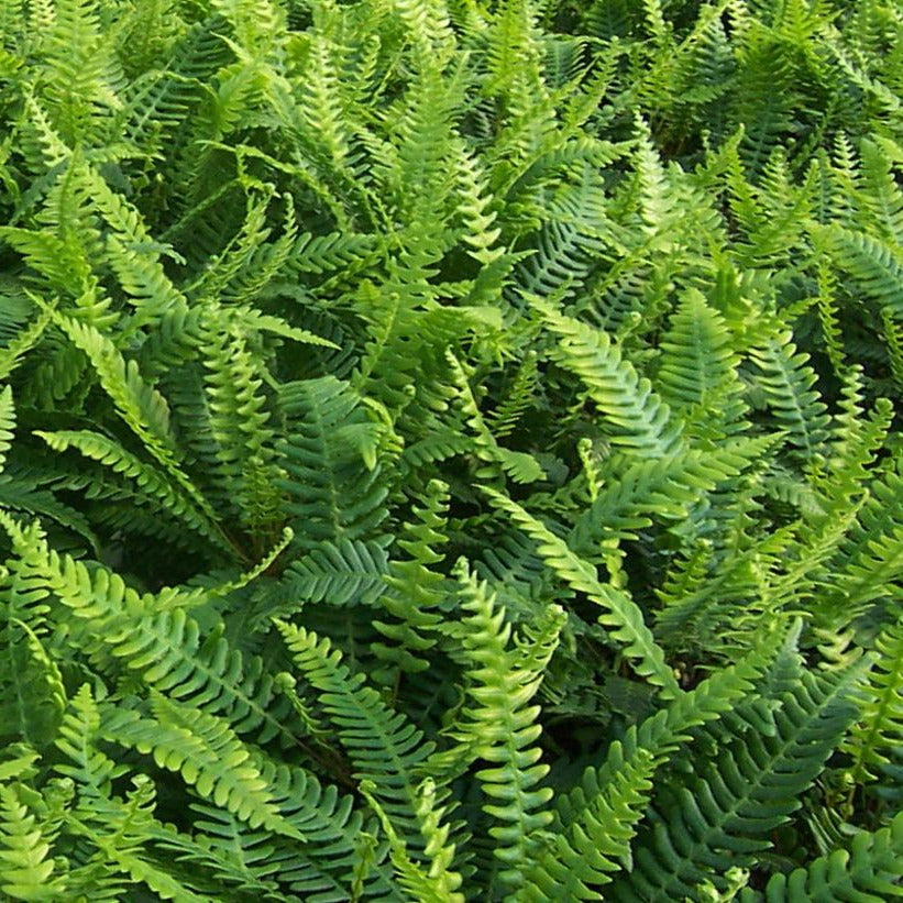 BLECHNUM SPICANT / DEER FERN