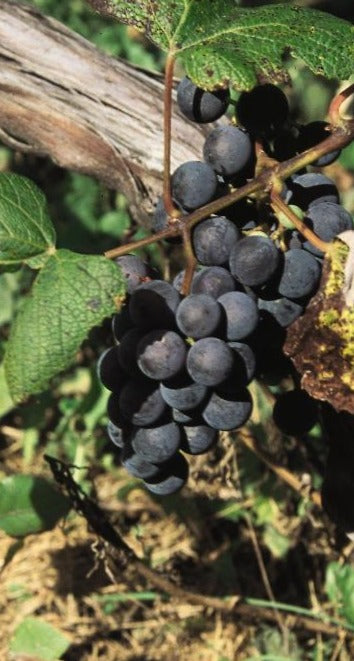 GRAPE CONCORD / GRAPE