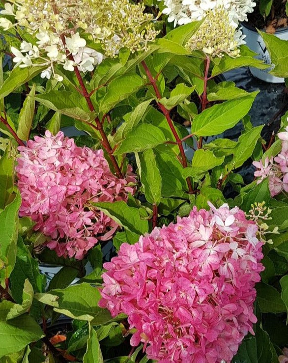 HYDRANGEA PANICULATA ZINFIN DOLL® / ZINFIN DOLL® HYDRANGEA