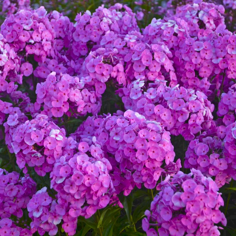 PHLOX PANICULATA X FASHIONABLY EARLY FLAMINGO / TALL GARDEN PHLOX