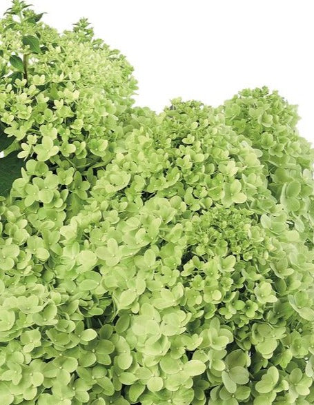 HYDRANGEA PANICULATA PANDORA / PANDORA HYDRANGEA