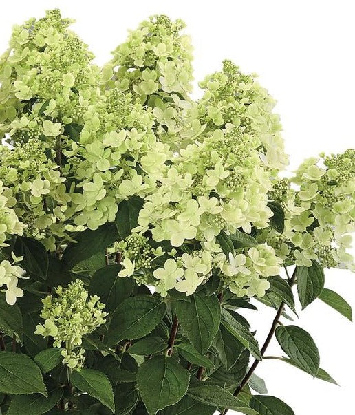 HYDRANGEA PANICULATA PANFLORA / PANFLORA HYDRANGEA