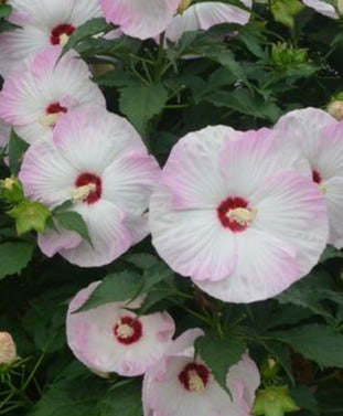 HIBISCUS X SUMMERIFIC® BALLET SLIPPERS / ROSE MALLOW