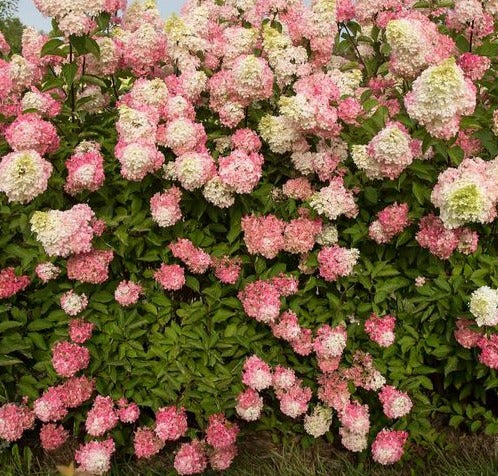 HYDRANGEA PANICULATA BERRY WHITE® / BERRY WHITE® PANICLE HYDRANGEA