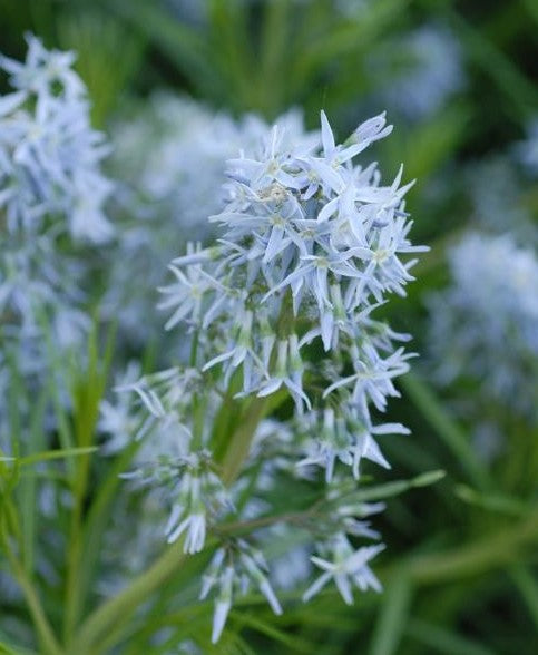 AMSONIA HUBRICHTII / ARKANSAS BLUE STAR