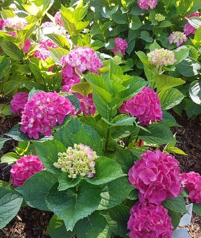 HYDRANGEA MACROPHYLLA CITYLINE® PARIS / CITYLINE® PARIS HYDRANGEA