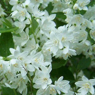 DEUTZIA CRENATA NIKKO / DWARF DEUTZIA