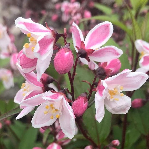 DEUTZIA X ROSEA NIKKO BLUSH / NIKKO BLUSH DEUTZIA