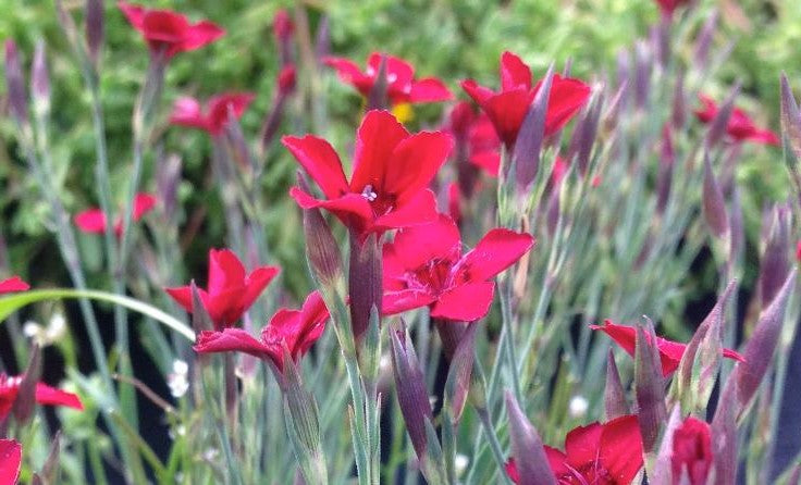 DIANTHUS DELTOIDES FLASHING LIGHT / FLASHING LIGHT MAIDEN PINKS