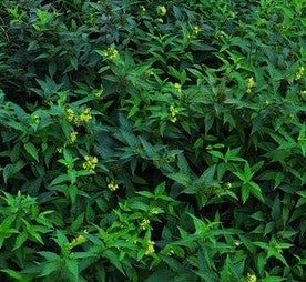 DIERVILLA RIVULARIS SUMMER STARS™ MORTON / SUMMER STARS™ HONEYSUCKLE