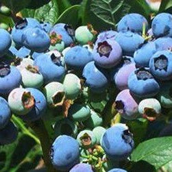 BLUEBERRY ELLIOT / ELLIOT BLUEBERRY