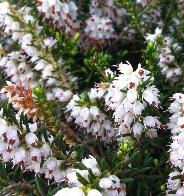 ERICA CARNEA SPRINGWOOD WHITE / SPRINGWOOD WHITE HEATH