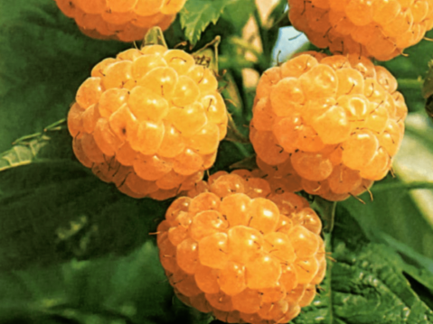 FALLGOLD RASPBERRY