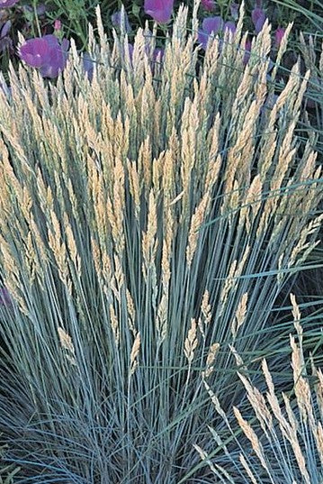 FESTUCA GLAUCA BOULDER BLUE / BOULDER BLUE FESCUE