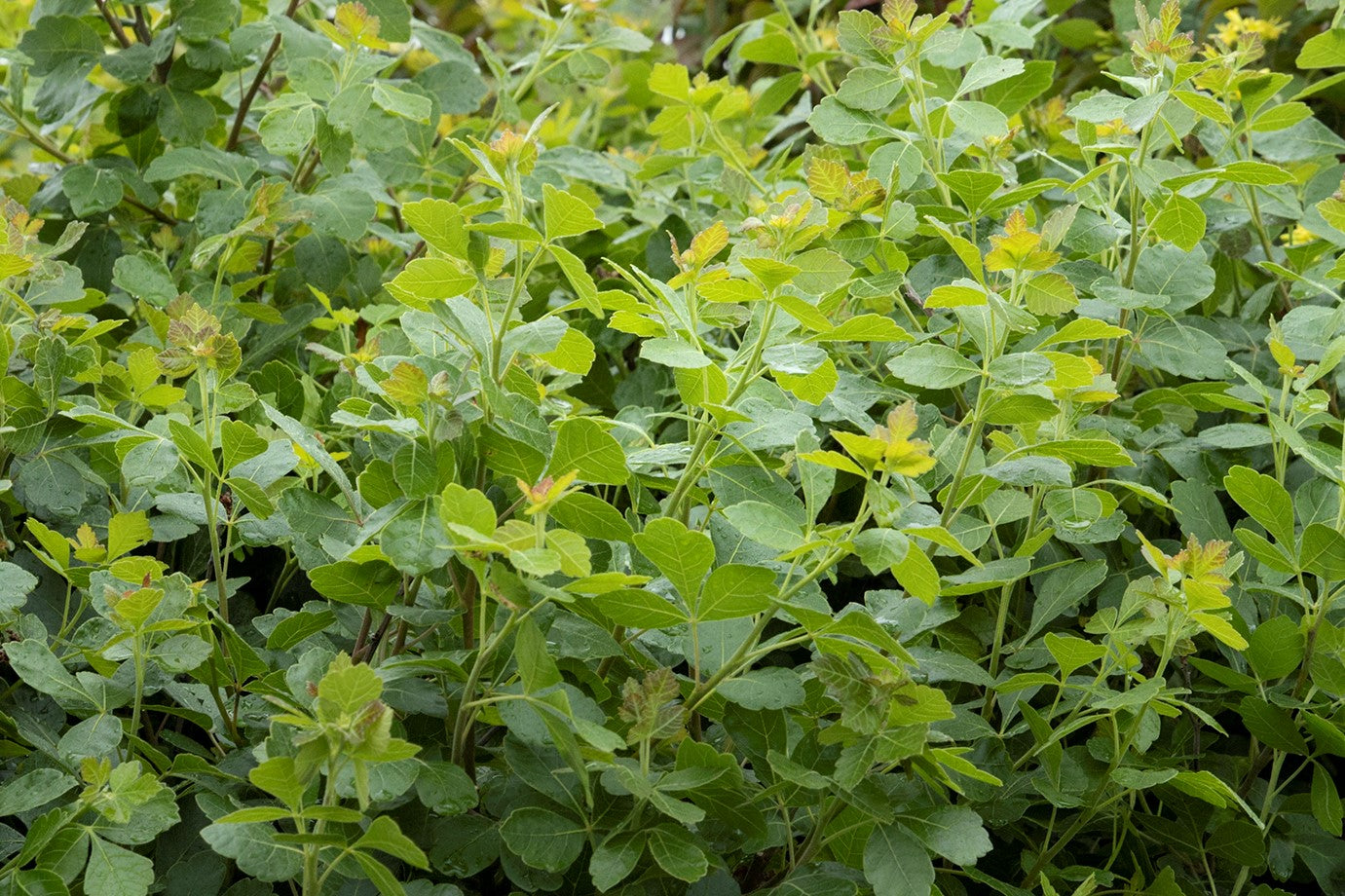 Rhus Aromatica (Fragrant Sumac) 