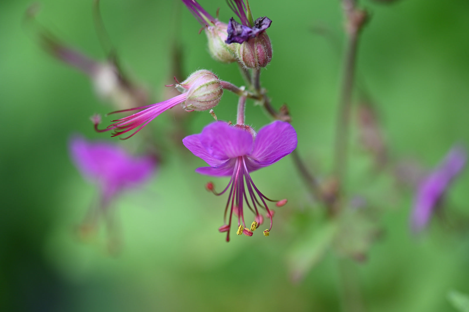 GERANIUM MACRORRHIZUM BEVAN&