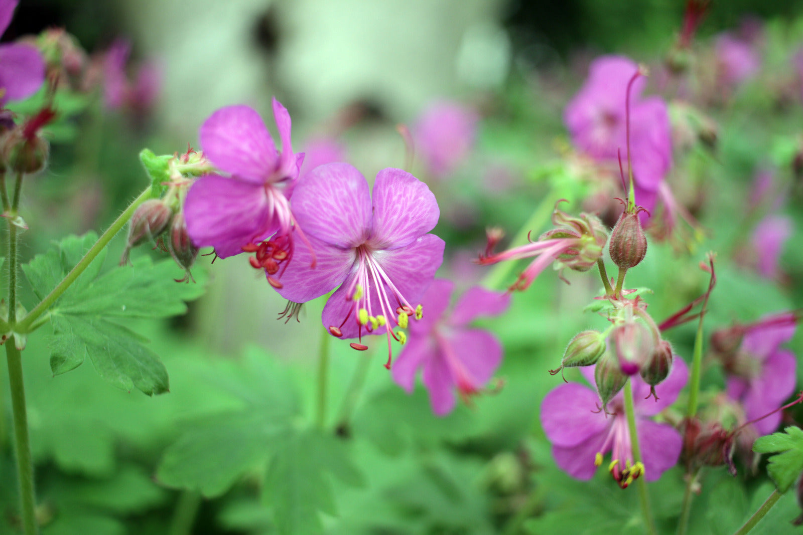 GERANIUM MACRORRHIZUM INGWERSEN&