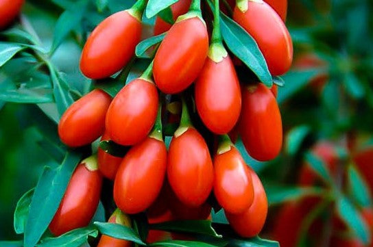 GOJI BERRY FIRECRACKER / GOJI BERRY FIRECRACKER