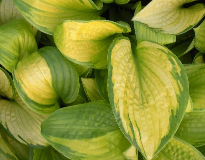 HOSTA PARADIGM / PLANTAIN LILY