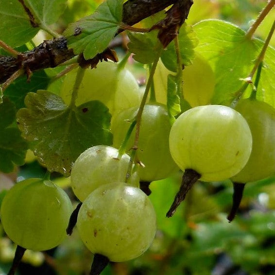 GOOSEBERRY PIXWELL / GOOSEBERRY