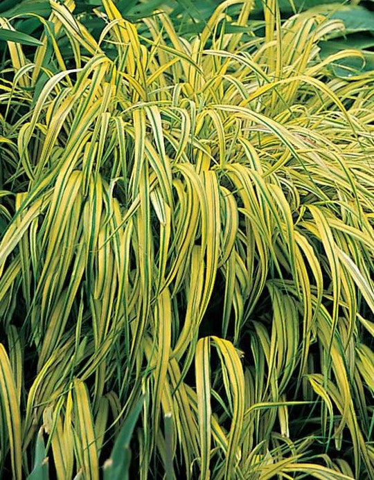 HAKONECHLOA MACRA AUREOLA / VARIEGATED JAPANESE FOREST GRASS