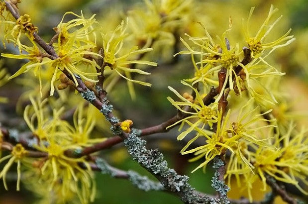 HAMAMELIS VIRGINIANA / WITCHHAZEL