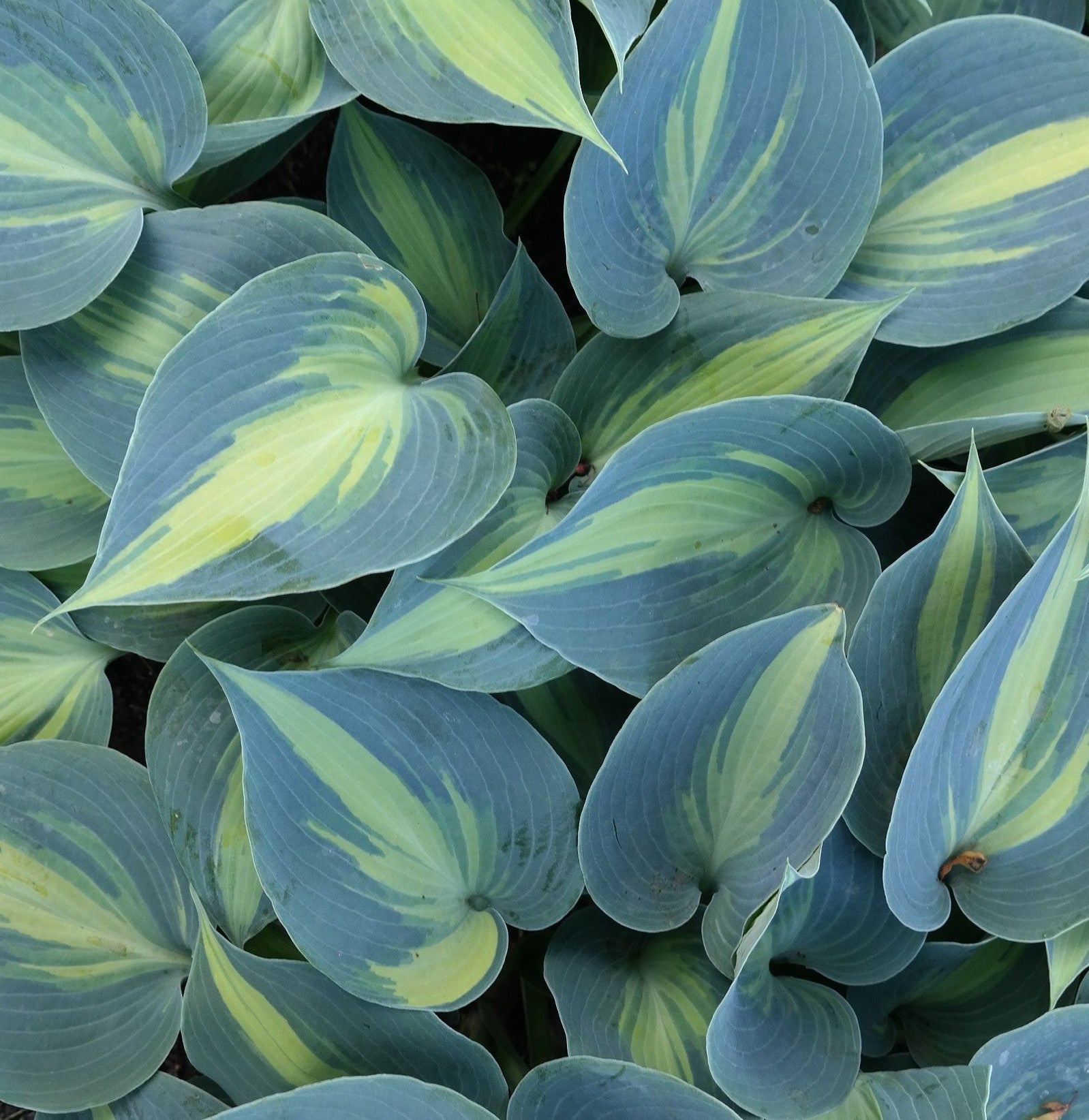 HOSTA CATHERINE / PLANTAIN LILY