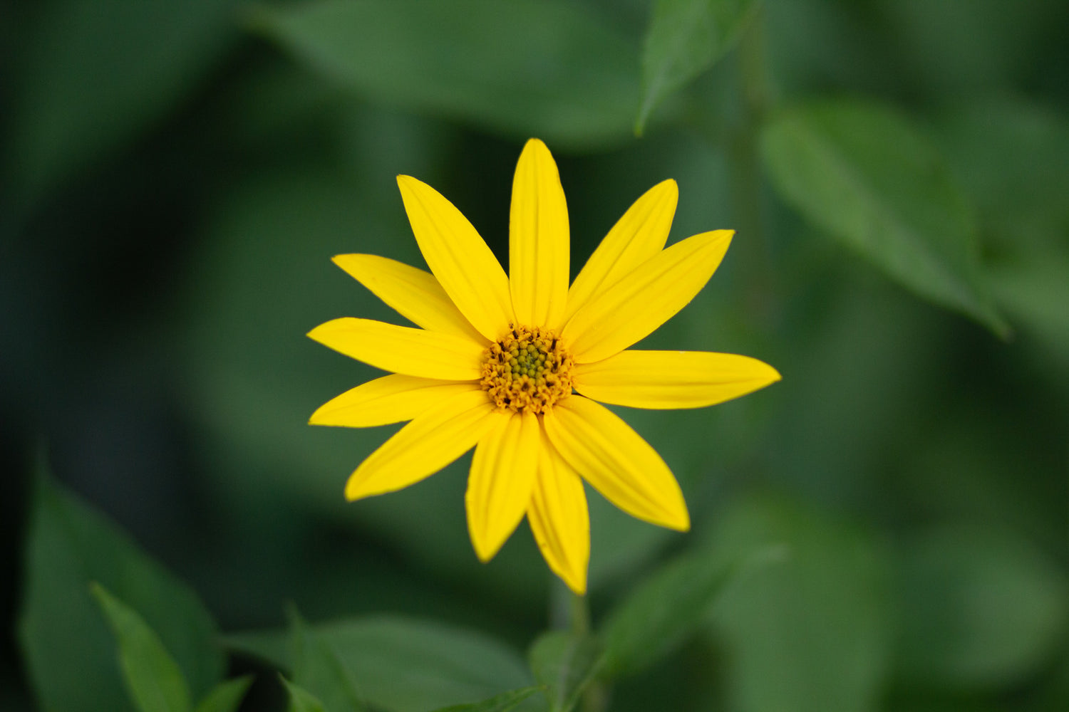 HELIANTHUS DIVARICATUS / WOODLAND SUNFLOWER