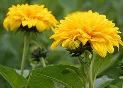 HELIANTHUS X MULTIFLORUS GARDEN CANDY / SUNSHINE DAYDREAM SUNFLOWER