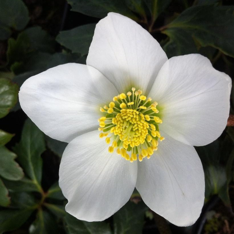 HELLEBORUS NIGER / CHRISTMAS ROSE