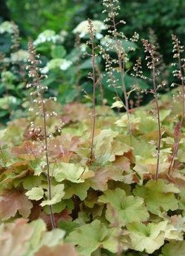 HEUCHERA VILLOSA CARAMEL / CORAL BELLS