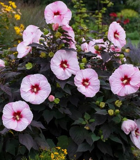 HIBISCUS X SUMMERIFIC PERFECT STORM ROSE MALLOW Diggin it Nursery