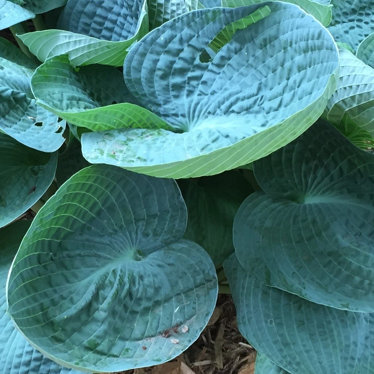 HOSTA BIG DADDY / PLANTAIN LILY