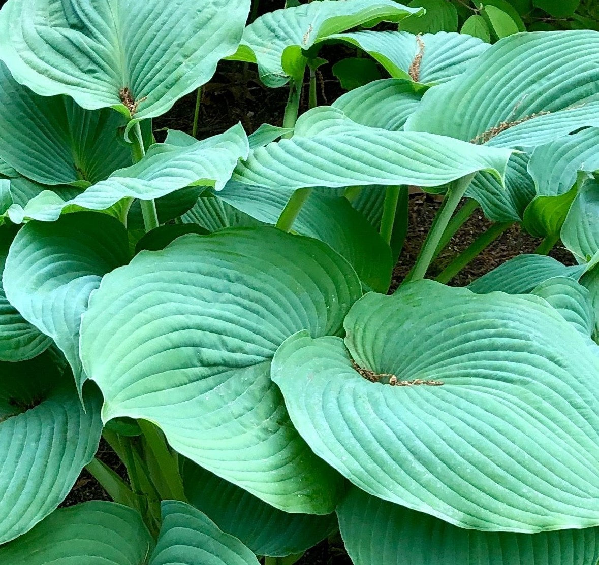 HOSTA BLUE UMBRELLAS / PLANTAIN LILY