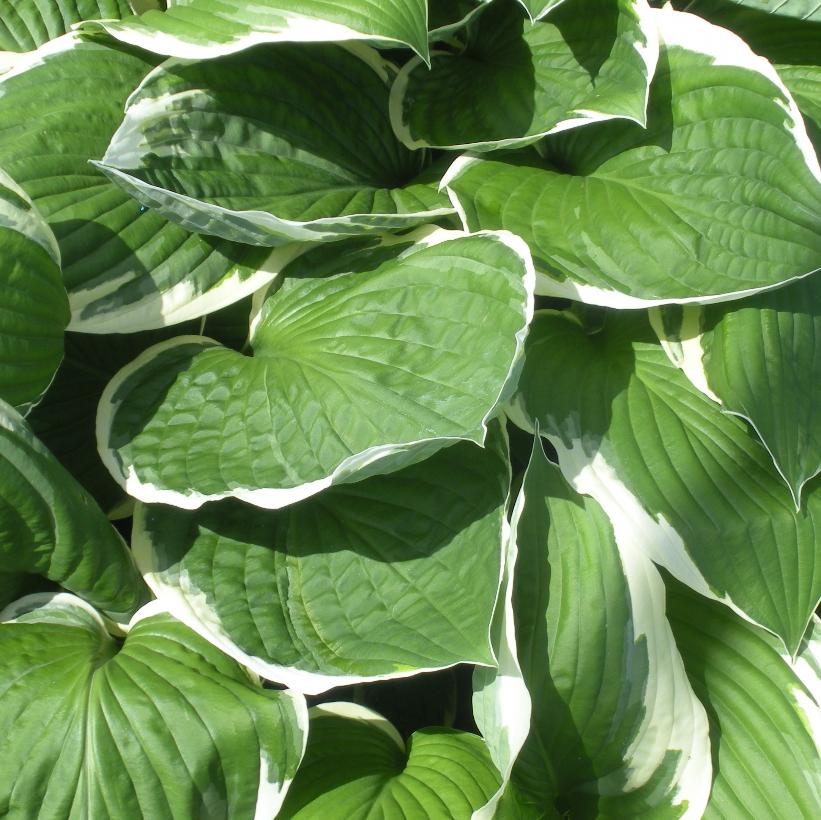HOSTA FRANCEE / PLANTAIN LILY