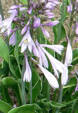 HOSTA PRAYING HANDS / PLANTAIN LILY