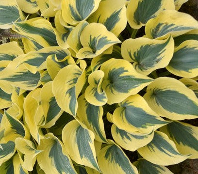 HOSTA AUTUMN FROST / PLANTAIN LILY