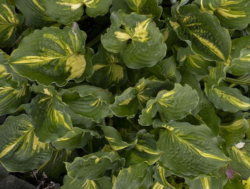 HOSTA LAKESIDE PAISLEY PRINT / PLANTAIN LILY