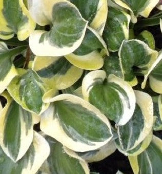 HOSTA MIGHTY MOUSE / PLANTAIN LILY