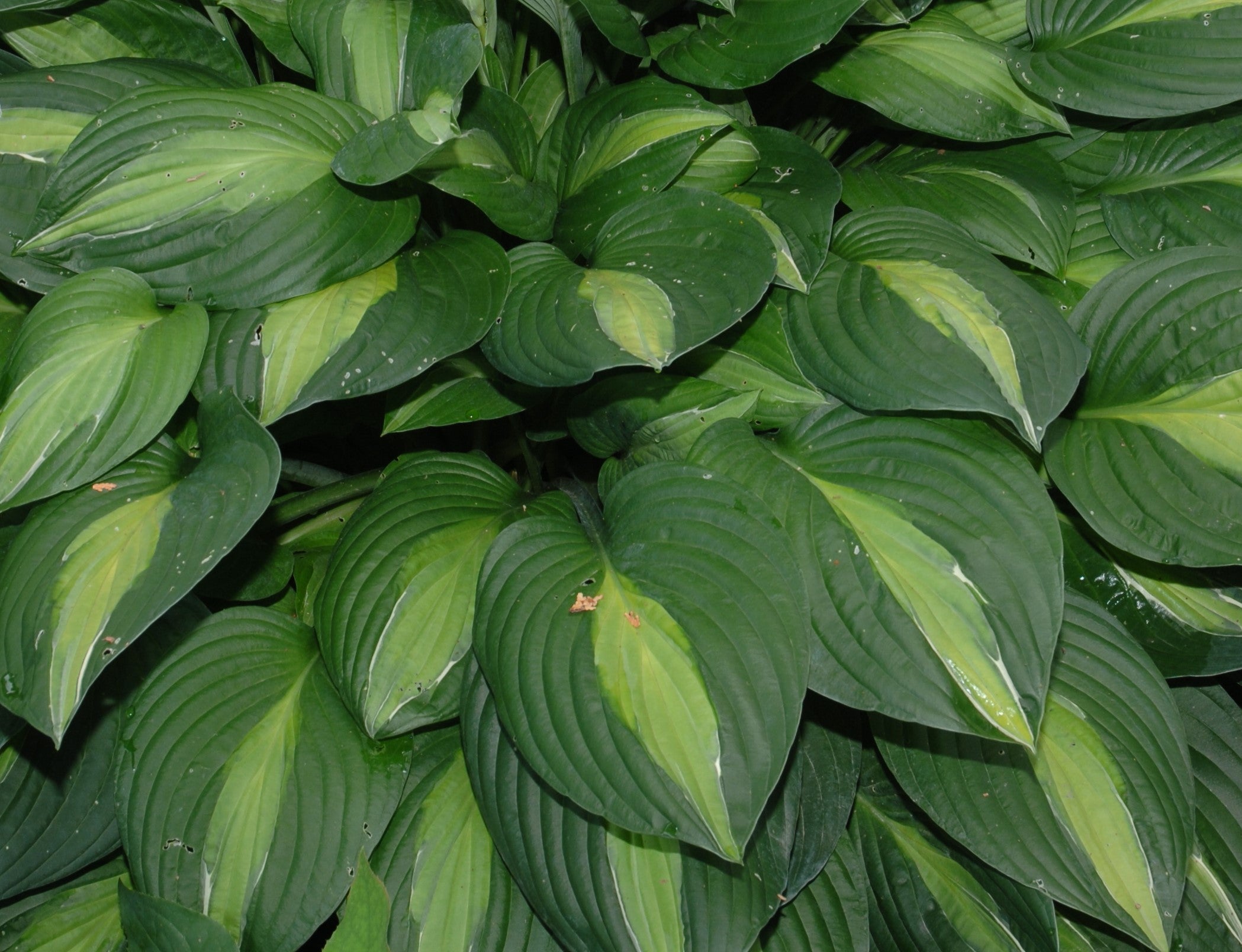 HOSTA STRIPTEASE / PLANTAIN LILY