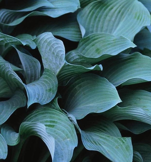 HOSTA KROSSA REGAL / PLANTAIN LILY