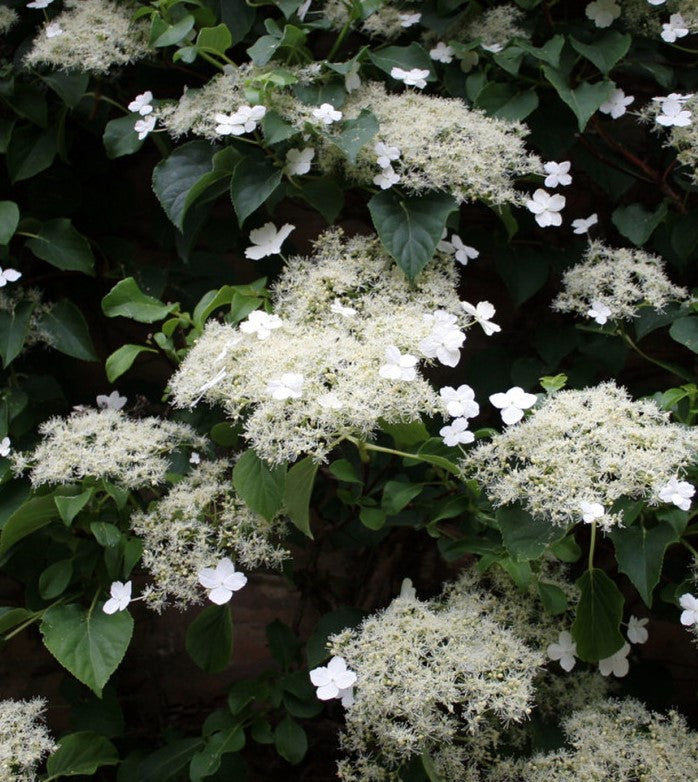 HYDRANGEA ANOMALA PETIOLARIS / CLIMBING HYDRANGEA